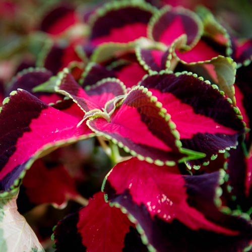 Колеус Файервей Роуз артикул фото 1 Колеус Файервей Роуз изображение 1 артикул 66080