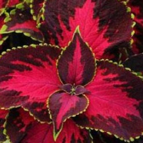 Колеус Файервей Роуз артикул фото 2 Колеус Файервей Роуз изображение 2 артикул 66080