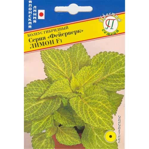 Колеус Фейерверк Лимон F1 Престиж изображение 1 артикул 71453