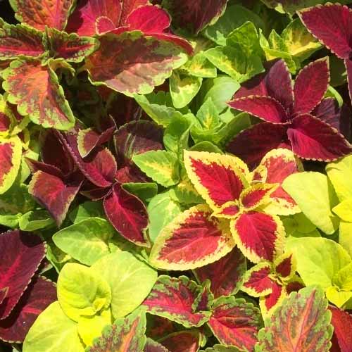 Колеус Оригинальный, смесь окрасок  артикул фото 1 Колеус Оригинальный, смесь окрасок  изображение 1 артикул 66079