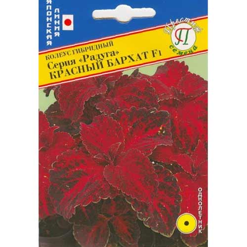 Колеус Радуга Красный бархат F1 Престиж изображение 1 артикул 71449
