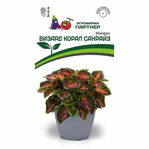 Колеус шлемниковидный Визард Корал Санрайз F1 Партнер изображение 1 артикул 97206