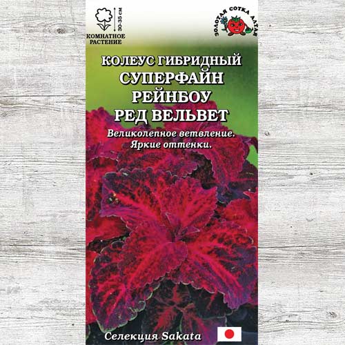 Колеус Суперфайн Рейнбоу Ред Вельвет артикул фото 1 Колеус Суперфайн Рейнбоу Ред Вельвет изображение 1 артикул 83706