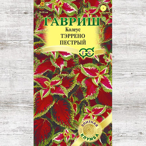 Колеус Тэррено пестрый Гавриш изображение 1 артикул 82390
