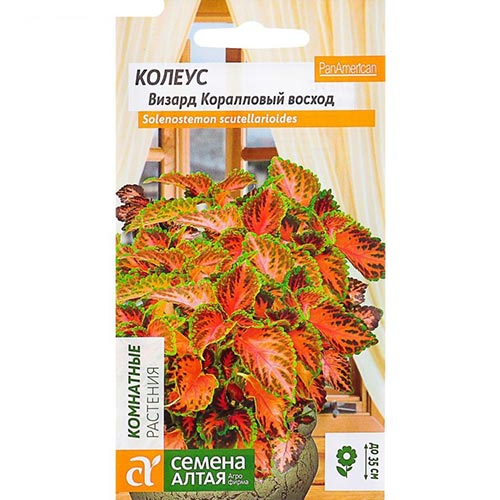 Колеус Визард Коралловый Восход, семена изображение 1 артикул 94179
