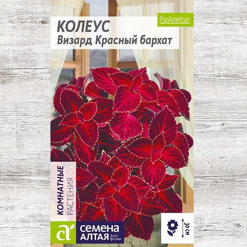 Колеус Визард Красный бархат изображение 1 артикул 81677