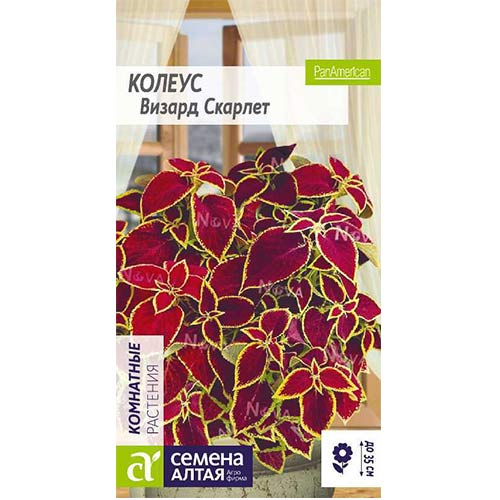Колеус Визард Скарлет Семена Алтая изображение 1 артикул 81678