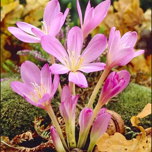 Колхикум Пурпуреум изображение 1 артикул 67612