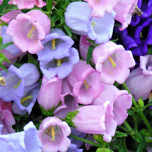 Колокольчик Хрустальный звон, смесь окрасок Premium Seeds артикул фото 1 Колокольчик Хрустальный звон, смесь окрасок Premium Seeds изображение 1 артикул 83911