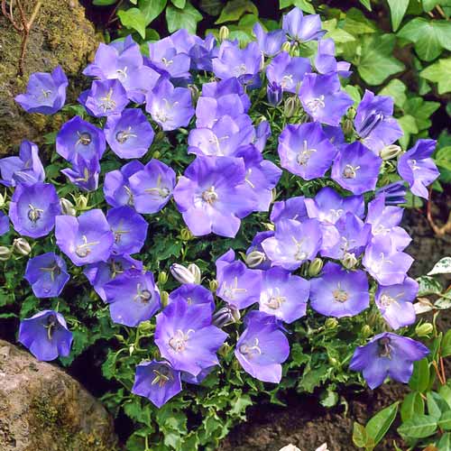 Колокольчик карпатский Блю Клипс изображение 1 артикул 68686