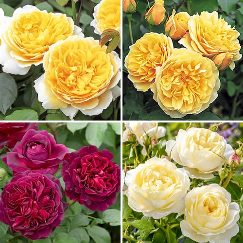 Комплект английских роз Королевская селекция из 4 сортов изображение 1 артикул 6011