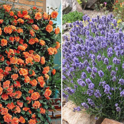 Комплект Ароматная пара из розы и лаванды изображение 1 артикул 4625