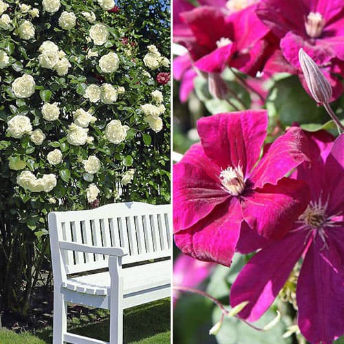 Комплект Бело-розовый дуэт из розы и клематиса изображение 1 артикул 4621