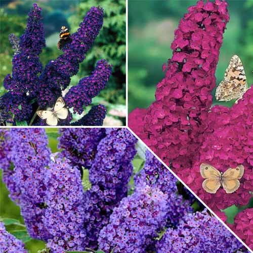 Комплект буддлей Давида из 3 саженцев изображение 1 артикул 5678