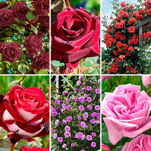 Комплект чайно-гибридных и плетистых роз из 6 сортов изображение 1 артикул 3604