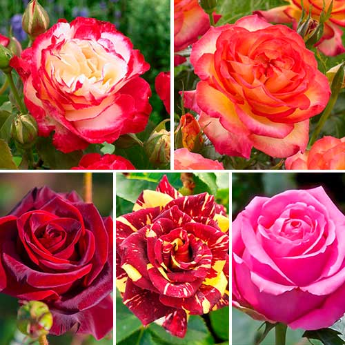 Комплект чайно-гибридных роз Страсть из 5 сортов изображение 1 артикул 4614