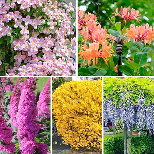 Комплект Цветущая изгородь из 5 саженцев изображение 1 артикул 4815