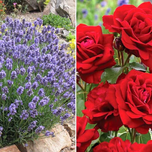 Комплект Душистый ансамбль из розы и лаванды артикул фото 1 Комплект Душистый ансамбль из розы и лаванды изображение 1 артикул 4629