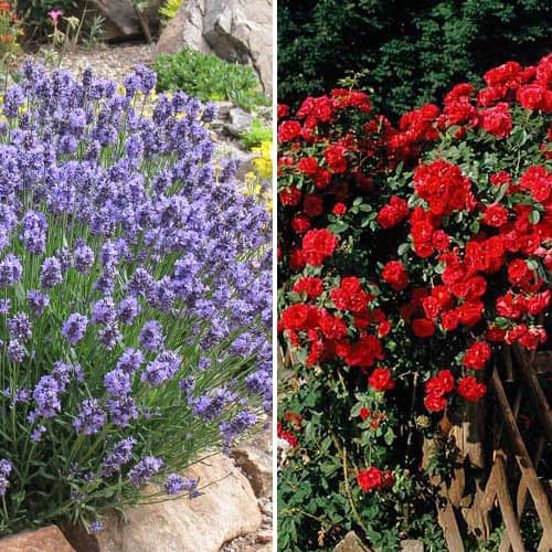 Комплект Душистый дуэт из розы и лаванды изображение 1 артикул 4626