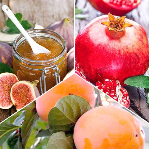 Комплект Экзотические фрукты из 3 саженцев изображение 1 артикул 4839