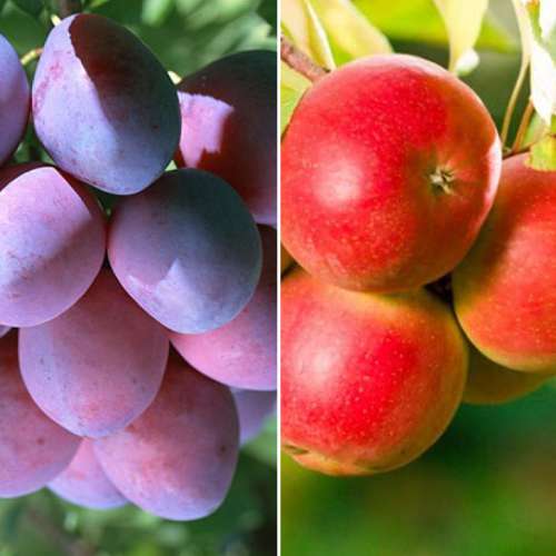 Комплект Фруктовый микс из 2 саженцев изображение 1 артикул 4837