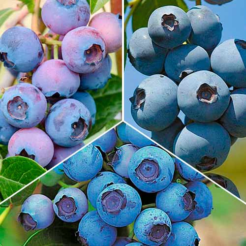 Комплект голубик из 3 саженцев изображение 1 артикул 5737