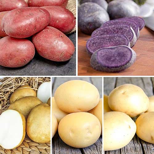 Комплект Картофельный микс из 5 сортов изображение 1 артикул 9639