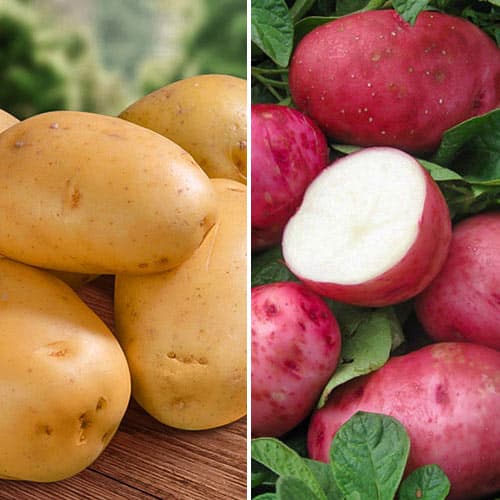 Комплект картофеля Для жарки из 2 сортов изображение 1 артикул 9635