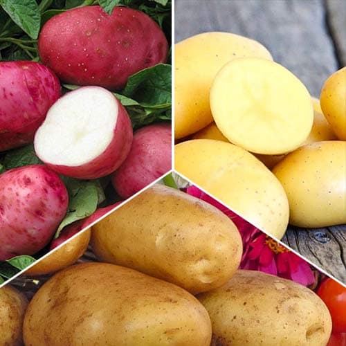 Комплект картофеля Засухоустойчивый из 3 сортов изображение 1 артикул 9637