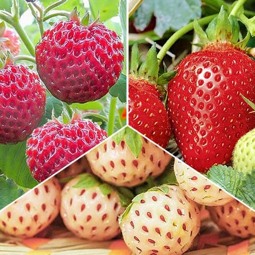 Комплект клубники Деликатесный из 3 сортов изображение 1 артикул 4940