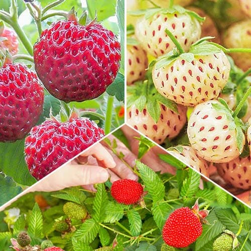 Комплект клубники и земляники Вкус лета из 3 сортов изображение 1 артикул 4941