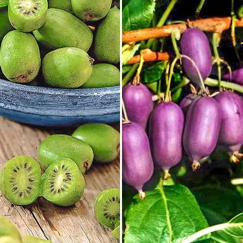 Комплект мини-киви Дуо из 2 саженцев изображение 1 артикул 9337