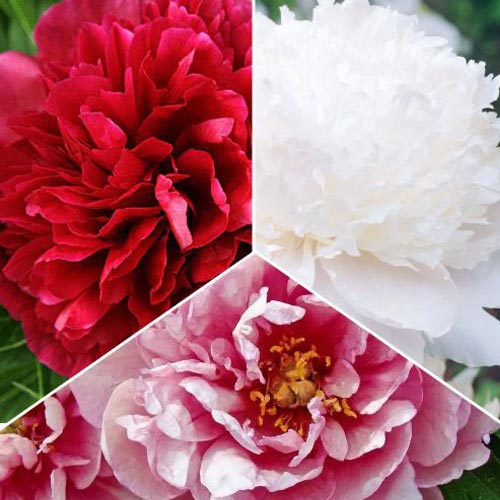 Комплект пионов из 3 сортов изображение 1 артикул 77809