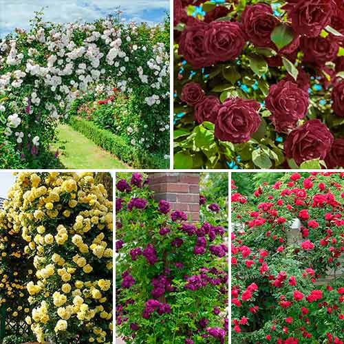 Комплект плетистых роз Цветной микс из 5 сортов изображение 1 артикул 3524