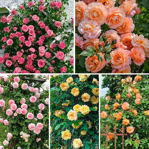 Комплект плетистых роз Нежность из 5 сортов изображение 1 артикул 4678