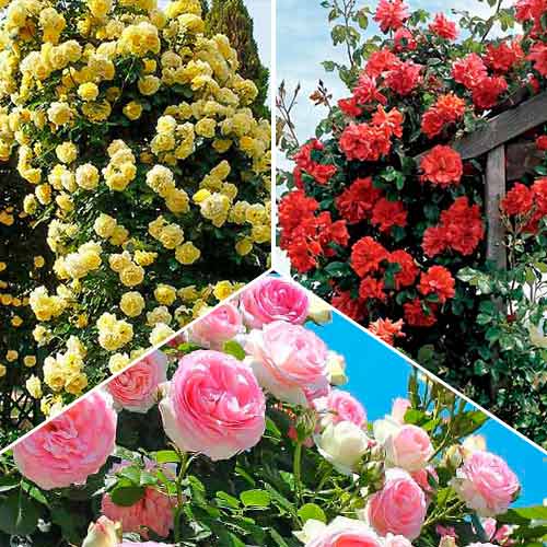 Комплект плетистых роз Триколор из 3 саженцев изображение 1 артикул 6062