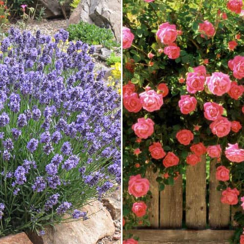 Комплект Романтичное лето из розы и лаванды изображение 1 артикул 4627