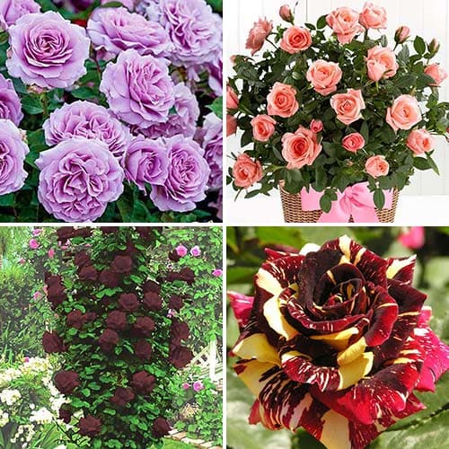 Комплект роз Экспрессия из 4 сортов изображение 1 артикул 4619