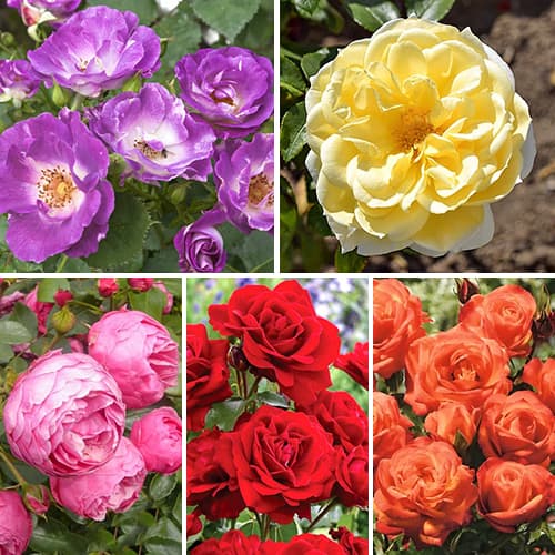 Комплект роз флорибунд Цветочный маскарад из 5 сортов изображение 1 артикул 4633