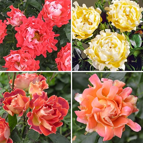 Комплект роз флорибунд Раффлс микс из 4 сортов изображение 1 артикул 6059