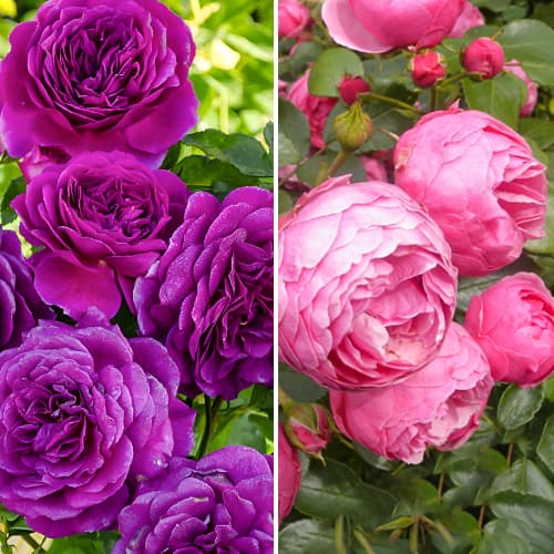 Комплект роз флорибунд Дуо из 2 сортов изображение 1 артикул 2320