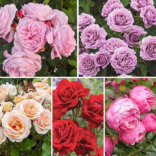 Комплект роз флорибунд Фламинго из 5 сортов изображение 1 артикул 2205