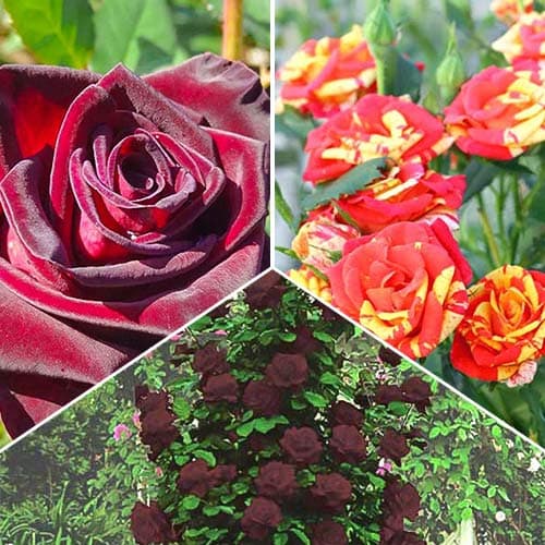 Комплект роз Магия огня из 3 сортов изображение 1 артикул 4615