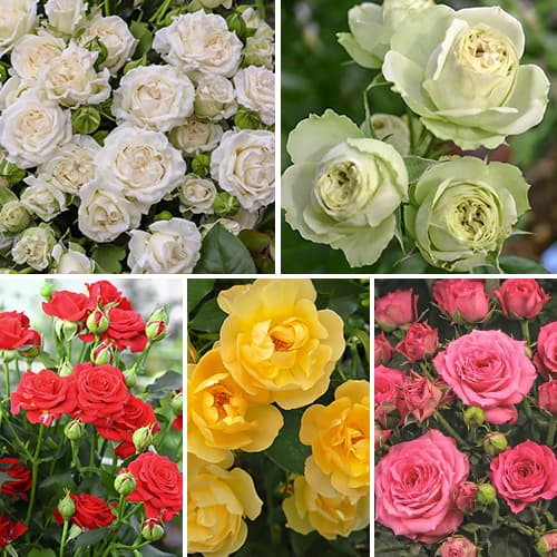 Комплект роз спрей Цветной микс из 5 сортов изображение 1 артикул 4634