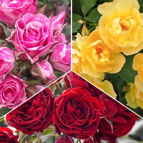Комплект роз спрей Триколор из 3 саженцев изображение 1 артикул 1525