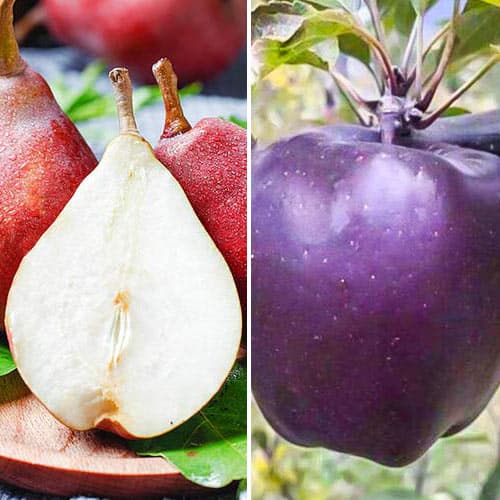 Комплект Сладкая парочка из 2 саженцев изображение 1 артикул 4836