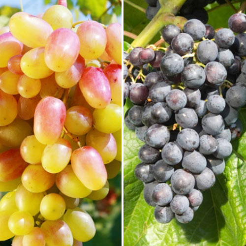 Комплект винограда Розовое вино из 2 сортов изображение 1 артикул 4951