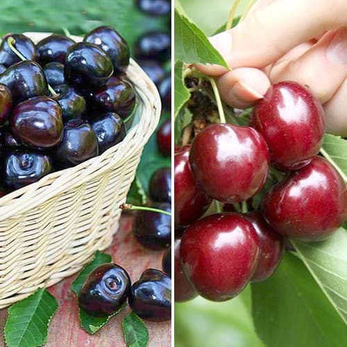 Комплект Вкусный дуэт из 2 саженцев изображение 1 артикул 4835