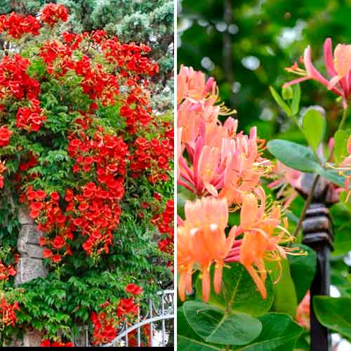 Комплект вьющихся лиан из 2 саженцев изображение 1 артикул 4817