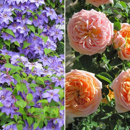 Комплект Яркая палитра из розы и клематиса изображение 1 артикул 4623